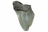 Bargain, , Fossil Megalodon Tooth - Georgia #338791-1